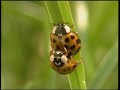 A WORLD OF INSECTS : From Plain to Hedge