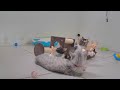 Funniest Cats and Dogs 😸 New Funny Catss 2024 😂😂