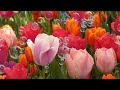 ４K フラワーガーデン 癒しの音楽  Relaxing BGM Flower garden Japan 花の名所 昭和記念公園 世羅高原農場 神代植物公園 花の里 Tulip Rose Dahlia