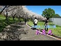 日本の「春のお花見」川越水上公園（2の１）