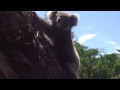 Koala house visitor