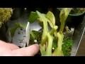 fixing  black stem rot in nepenthes