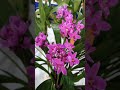 Orkids