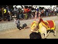 Shikaripura hori habba ಶಿಕಾರಿಪುರ ಹೋರಿ ಹಬ್ಬ 2018 dodda keri