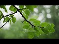 Ambient Sounds for Relaxation | Ambient Music and Rain Sounds for Relaxation and Renewal 🌧️🌊
