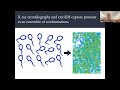 Uncovering Protein Ensembles: Automated Multiconformer Model Building for Crystallography and CryoEM