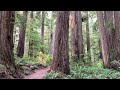 Coast Redwoods, Jedediah Smith State Park, September 2022