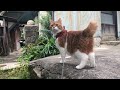 My cat takes a summer walk outdoors