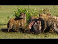 Furia de Titanes: La manada de leones contra el clan de las hienas | Episodio Completo