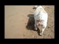 Millie at Montrose Dog Beach