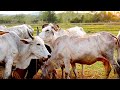 Động vật nuôi nông trại | những động vật dễ thương