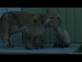 Wildlife in Unexpected Places - Foxes in Urban Environments | Full Documentary