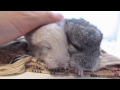 Epic Chinchilla Massage!