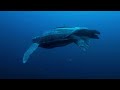 Explorando el diverso mundo de las tortugas terrestres y marinas | Episodio Completo