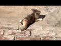 funny animals videos | Adorable Kitty Playfully Chases Her Tail! 😸