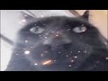 Bombay Cat Jumpscare