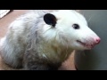 Opossum eating broccoli