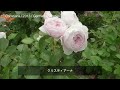 [Rosengarten] Sammle starke Rosen 🌹 Christiana, Penelope, Shalimar