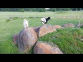 Baby fainting goat triplets CUTE scaredy cat