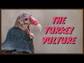 The Turkey Vulture: Everything You Need To Know | Eating, Sound/Call, Hiss, Flying, Habitat, Attacks