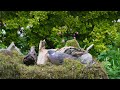 Cat TV for cats to watch | Natural birds feeding compilation 4K