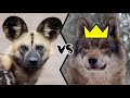 AFRICAN WILD DOG VS WOLF - What If They Will Fight?