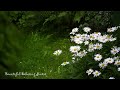 Relaxing Piano Music & Gentle Rain Sounds   Soothing Music for Relaxation, Study, Yoga, Sleep