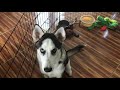 Husky Compilation || Adventures With Noah