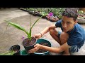 Orquídea grapete (replantes,cuidados e substrato ideal)
