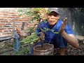 proses memperbesar Batang utama bonsai asem Jawa.