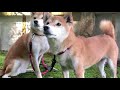 【犬の十戒】最期の旅立ちの時にはそばに居て私を見送ってください【犬を飼う前に】