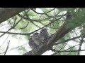 An Hour of Three Bluebird Babies in a Tree Doing Nothing