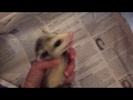 Growly baby opossums