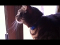Kitty chattering at birds