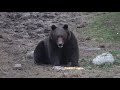 Lov medveďa v Rumunsku