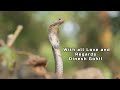 Facts about Cobra Snake 🐍 | Learn to know | Spread Awareness | #awareness #facts  @DineshGohil