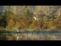 Bird Photography | Canon R6 & Sigma 150-600mm | Great Egret