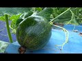 아기 수박이 열린모습..种植西瓜.. Growing Watermellon..수박재배하기.....Jeonju ..全州市...North Jeollado..全羅北道...KOREA