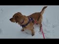 Maisie the snow dog