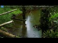 4K Gentle Rain - Soothing Nature Scenes for Relaxation, Sleep, White Noise