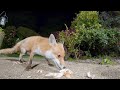 Urban Fox & Cat Encounters 2 - UHD 4K