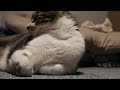 【Relaxing Music ❤️】1 Hour Piano Music for Relaxing | Working | Studying with a Sleepy Cat
