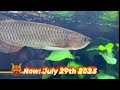 JARDINI AROWANA🐲GROWTH IN 4 MONTHS