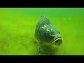 Best fishing moments underwater compilation!