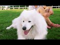 DOG TV | Calm Your Dog's Anxiety with Our Ultimate Collection of Soothing Music [NEW]