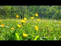 🌿🌞 Begin Your Day with the POSITIVE ENERGY of Healing Spring Sounds 🌻Fresh Morning Meadow Ambience#1