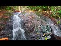 Soothing forest river sounds, gentle flowing water sounds and birds chirping - 4K