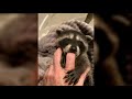 Baby Raccoon Sounds - Raccoon Noises | Animal Sounds