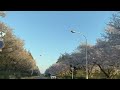 Road full of SAKURA TREE at Ibaraki japan