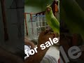 #shortvideo #parrotentertainment #handtrained #hyderabadpakistan  #forsale #parrot